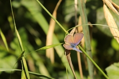 Leptotes trigemmatus