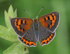 Lycaena phlaeas baralacha