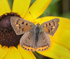 Lycaena phlaeas baralacha