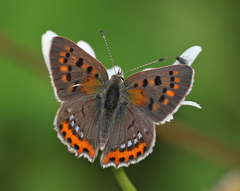 Lycaena phlaeas baralacha