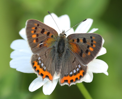 Lycaena phlaeas baralacha