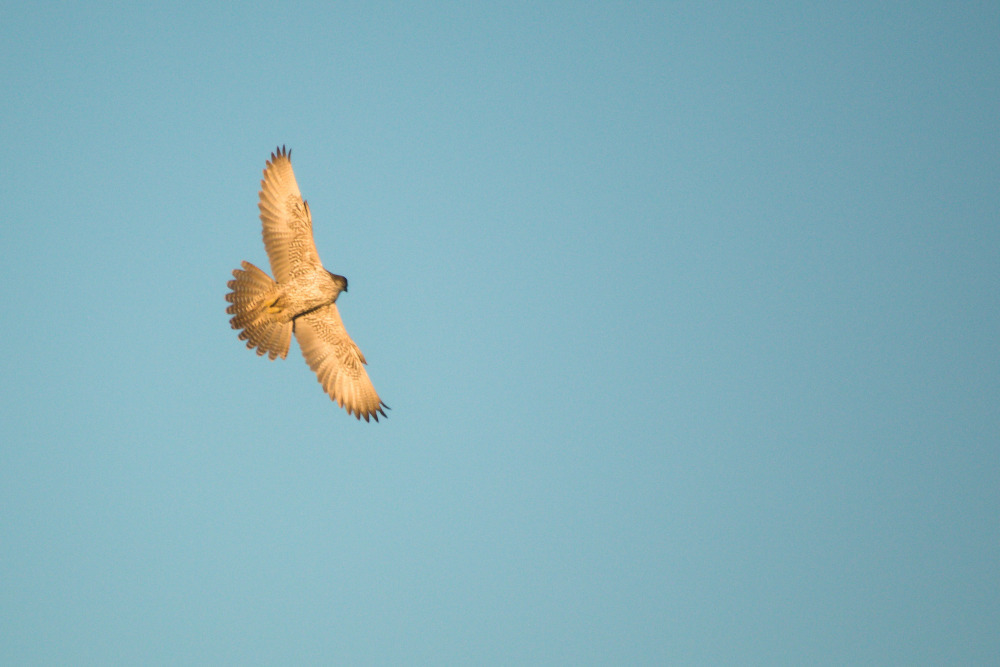 Gyrfalcon