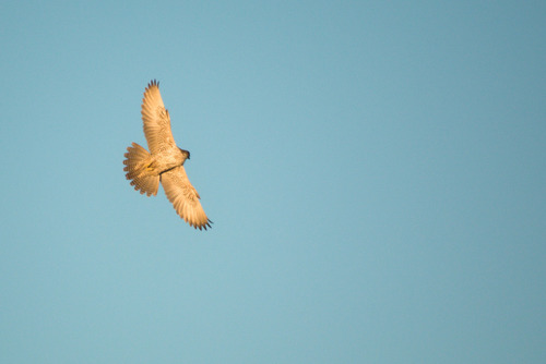 Gyrfalcon