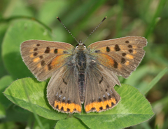 Lycaena phlaeas baralacha
