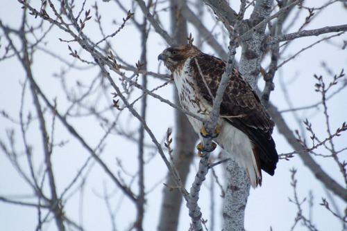 Red-tailed Hawk photographed in Illinois