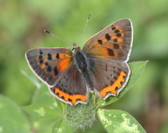 Lycaena phlaeas baralacha
