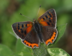 Lycaena phlaeas baralacha