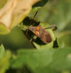 Leptoglossus chilensis