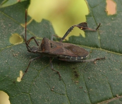 Leptoglossus chilensis