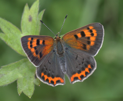 Lycaena phlaeas baralacha
