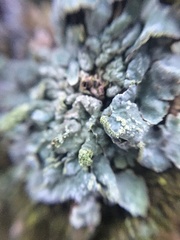 Parmelioideae