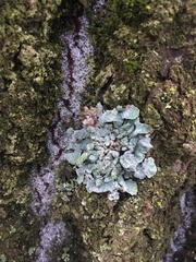 Parmelioideae