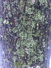 Physcia adscendens