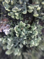 Physcia adscendens