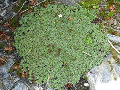 Myosotis glabrescens