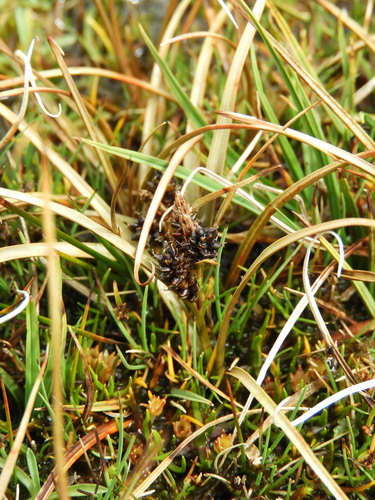 Carex petriei, photograph 4