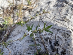 Hexasepalum apiculatum