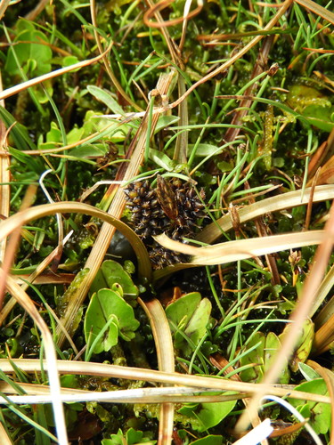 Carex petriei, photograph 3