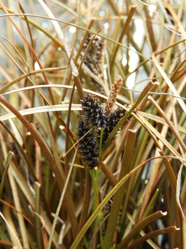 Carex petriei, photograph 2