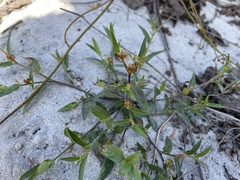 Microstachys corniculata