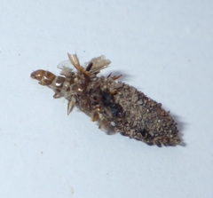 Dahlica triquetrella