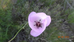 Calochortus splendens