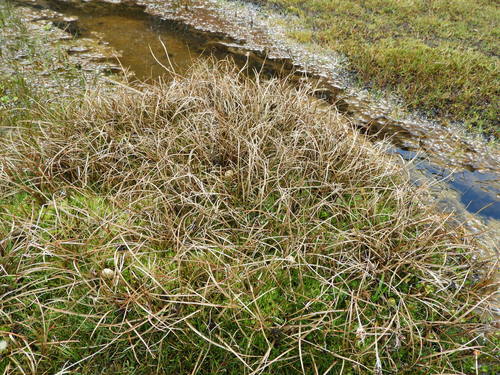 Carex petriei, photograph 5