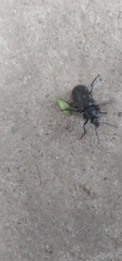 Astylus bourgeoisi