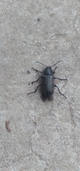 Astylus bourgeoisi
