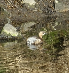 Tachybaptus ruficollis