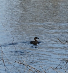 Tachybaptus ruficollis