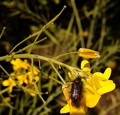 Astylus bourgeoisi