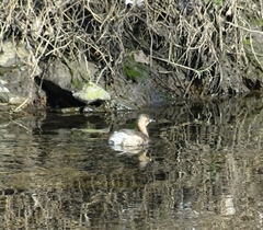 Tachybaptus ruficollis