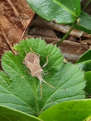 Coreus marginatus