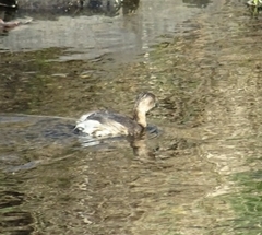 Tachybaptus ruficollis