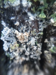 Physciaceae