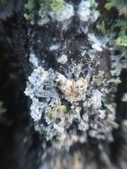 Physciaceae