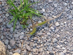 Podarcis siculus
