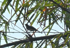 Pycnonotus
