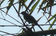 Pycnonotus