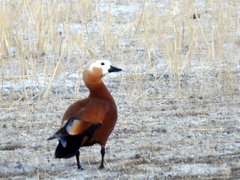 Tadorna ferruginea