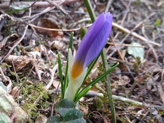 Crocus atticus