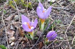 Crocus atticus