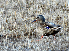 Anas platyrhynchos