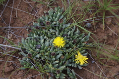 Chasmatophyllum