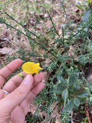 Cytisus scoparius