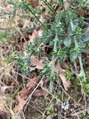 Cytisus scoparius