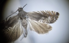 Grapholita angleseana