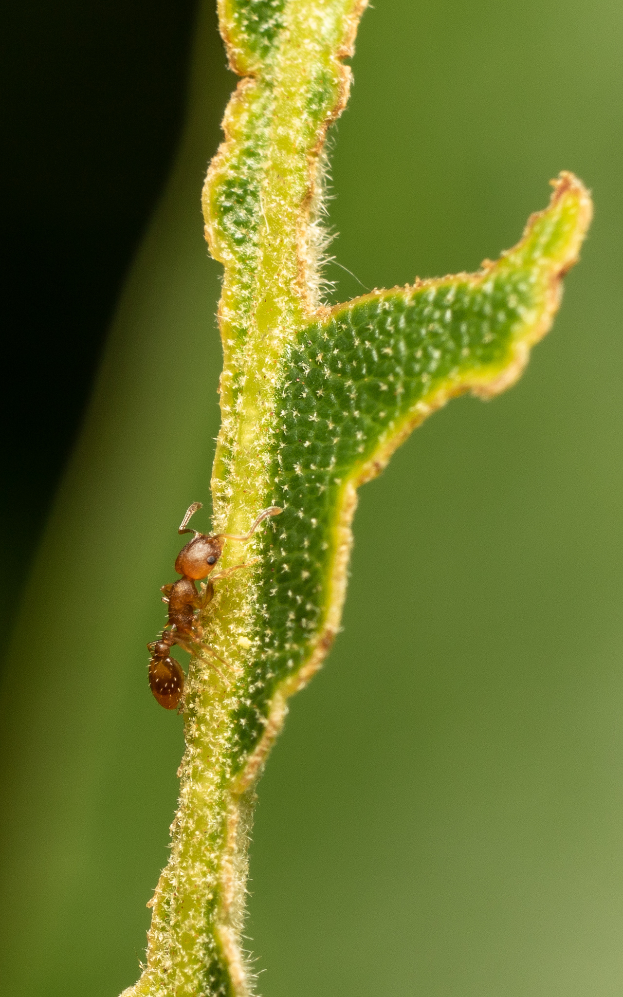 Temnothorax ambiguus