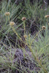 Berkheya discolor